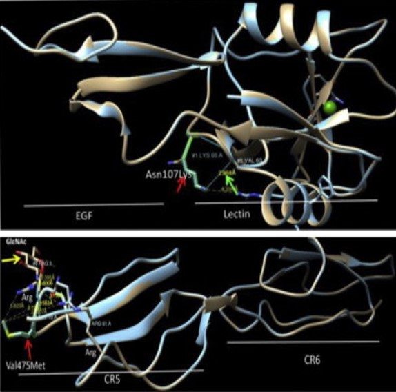 Chen et al Res in Vet Sci.jpg