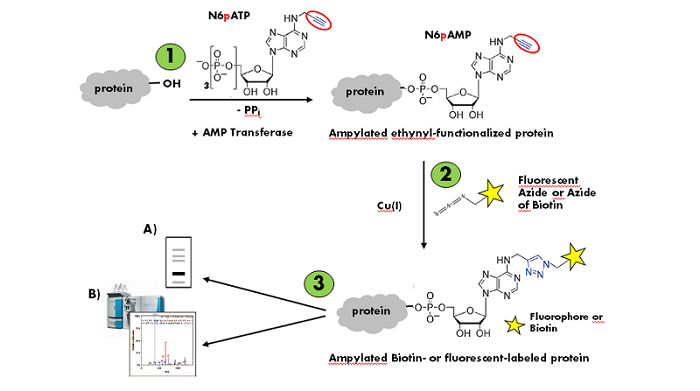 Click Chemistry