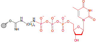 Иммобилизованный гамма-Аминооктил-dTTP