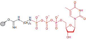 Иммобилизованный гамма-Аминогексил-dTTP