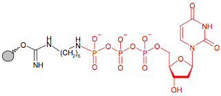 Иммобилизованный гамма-Аминогексил-dUTP