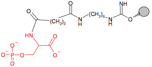 Иммобилизованный O-Фосфо-Серин (C10-спейсер)