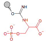 Иммобилизованный O-Фосфо-Серин (без спейсера)