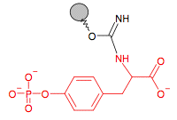 Иммобилизованный O-Фосфо-Тирозин (без спейсера)