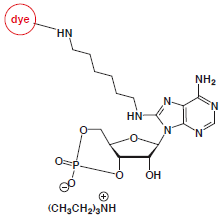 8-Aminohexyl-cAMP-dye