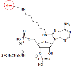 8-Aminohexyl-3'/5'-pAp-dye