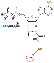 EDA-ADP-dye