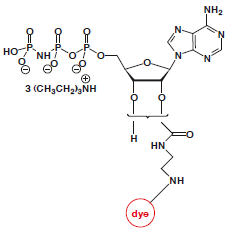 EDA-AppNHp-dye