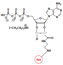 EDA-ATPgammaS-dye