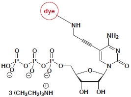 5-Propargylamino-CTP-dye