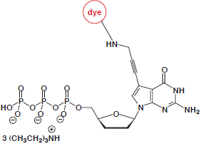 7-Propargylamino-7-deaza-ddGTP-dye