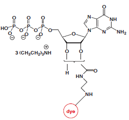 EDA-GTP-dye