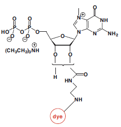 EDA-m7GDP-dye