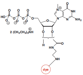 EDA-m7GTP-dye