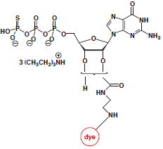 EDA-GTPgammaS-dye