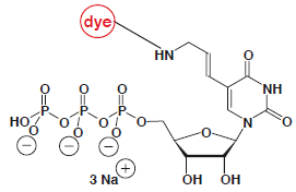 Aminoallyl-UTP-dye