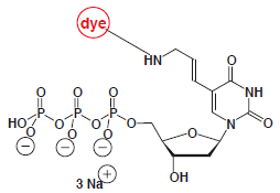 Aminoallyl-dUTP-dye