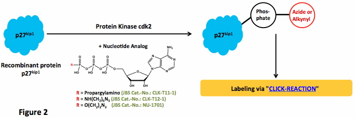 Нуклеотиды - Сигнальный механизм киназы, Рисунок 2