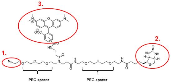 Tamra Biotin Azide