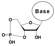 Циклические нуклеотиды - общая схема строения