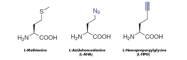 CLick Protein Labeling