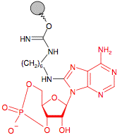 Иммобилизованный 8-Аминогексил-cAMP