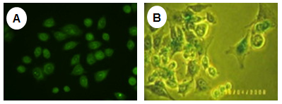 Bild CPP Transduction Kits