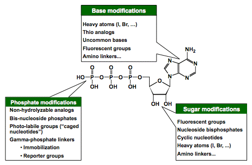 Nucleotides General