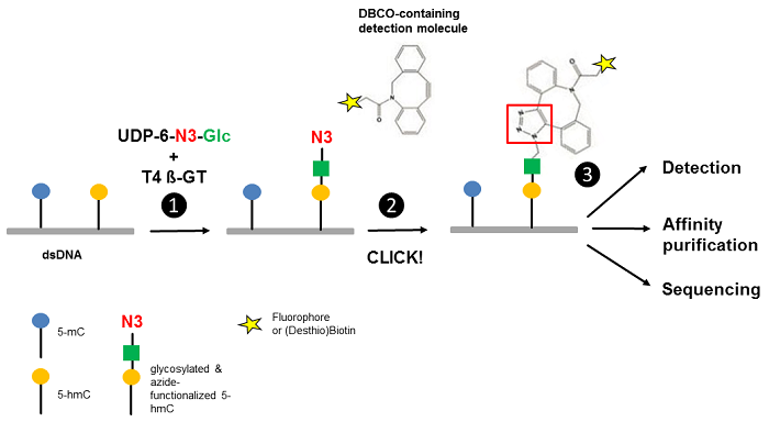 UDP-6-Azide glucose