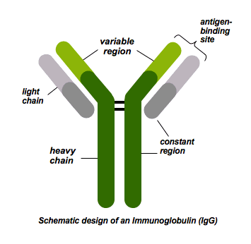 Antibody