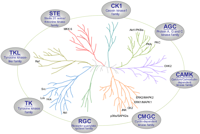 Классификация киназ