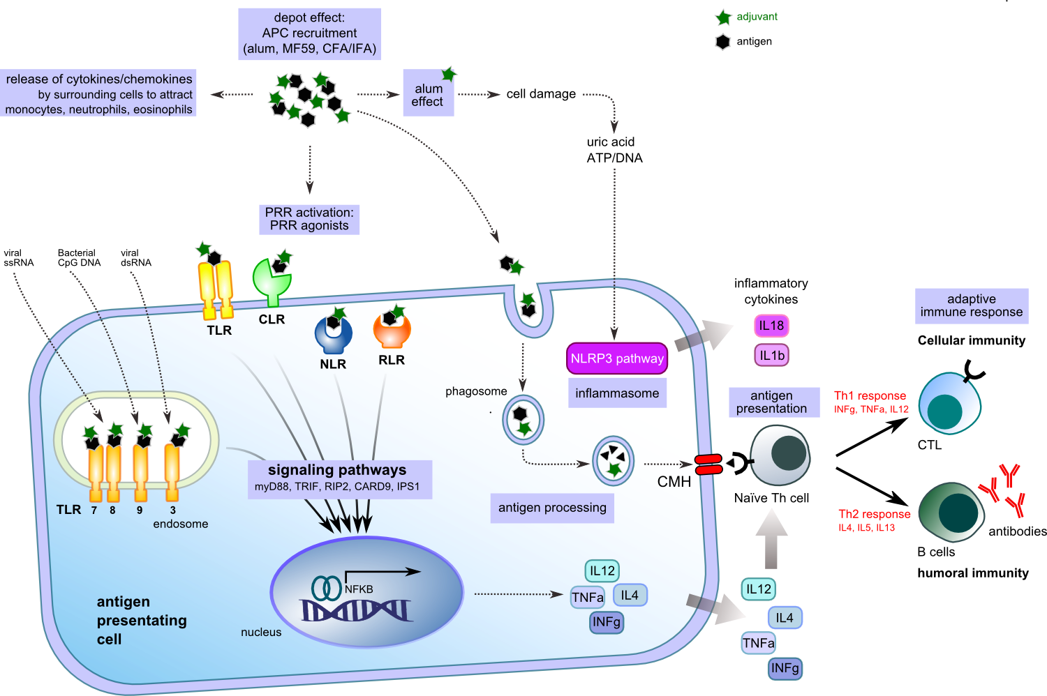 Adjuvanted antigen activation of APC