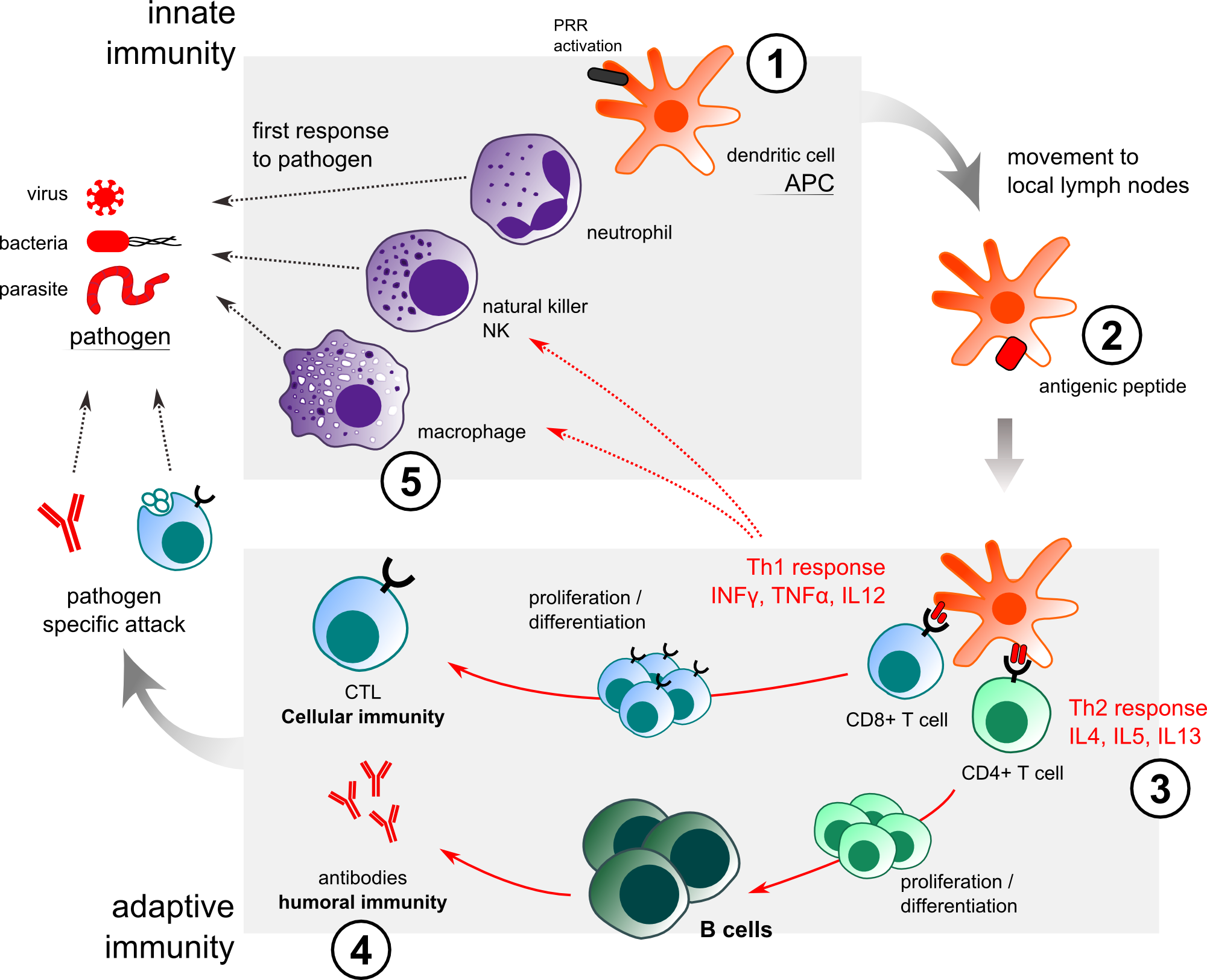 innate immunity adjuvant action