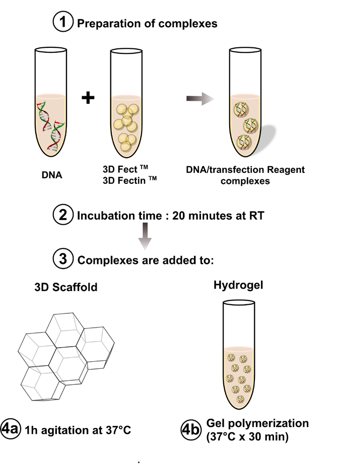 3D Transfection method from OZ Biosciences