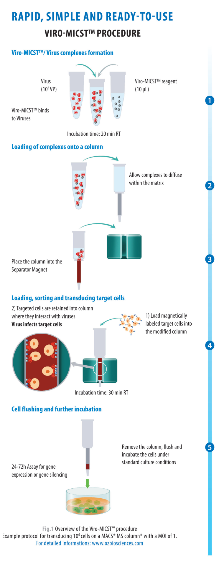 Integrated Magnetic Immuno-Cell transduction from OZ Biosciences