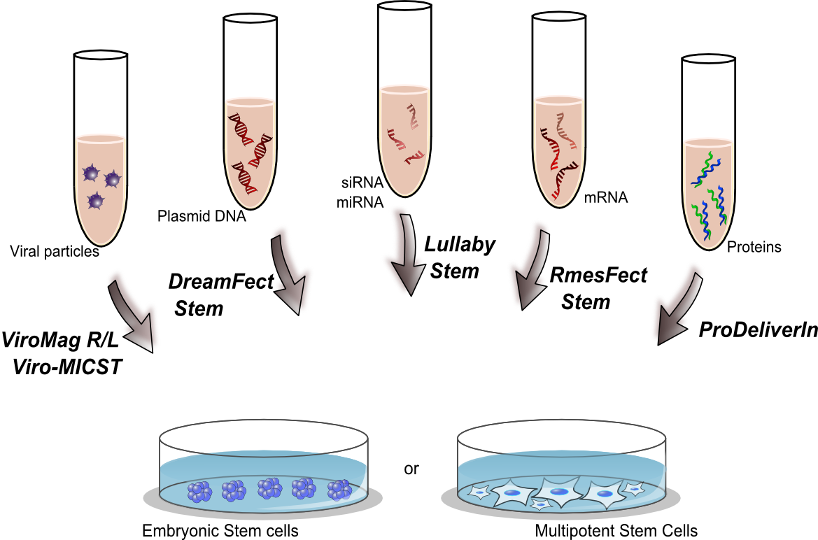 Stem Cells Transfection solutions from OZ Biosciences