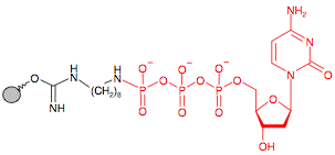 Иммобилизованный гамма-Аминооктил-dCTP