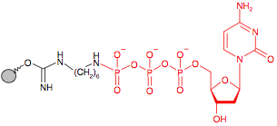 Иммобилизованный гамма-Аминогексил-dCTP