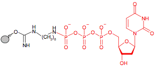 Иммобилизованный гамма-Аминооктил-dUTP